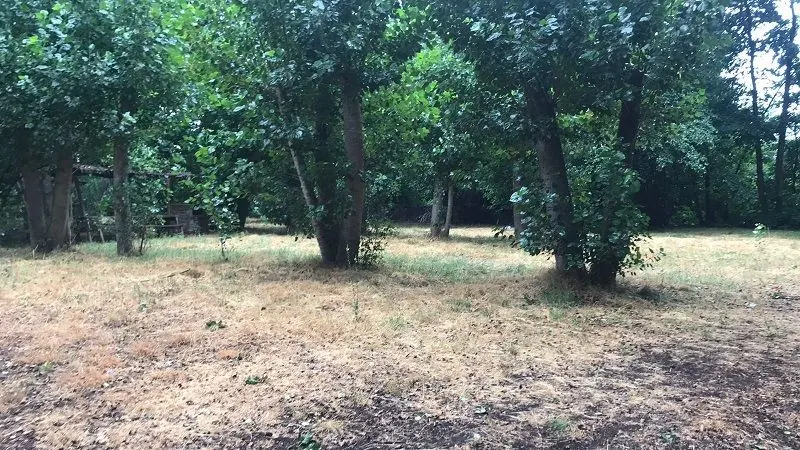 Camping Bosque Nativo, foto 2