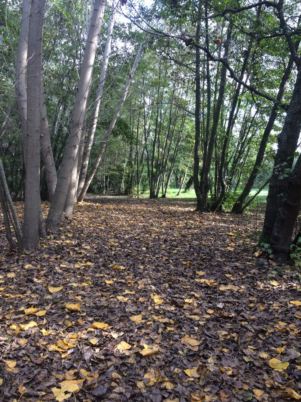Camping Bosque Nativo, foto 6